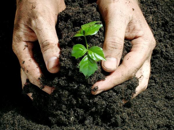 organic-fertilizer-390224
