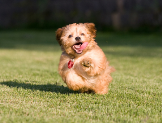 Pet
