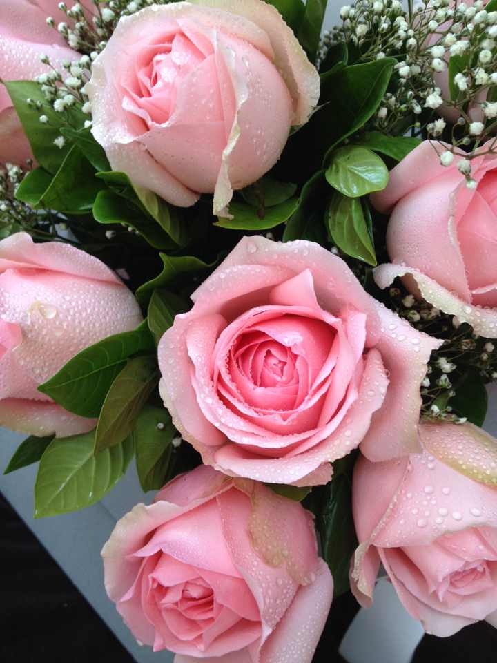 Rose 1