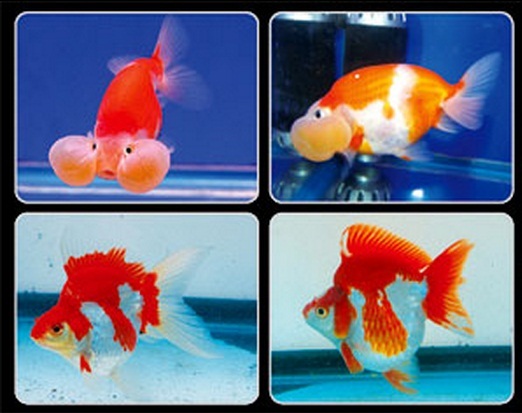 ปลาสวยงาม