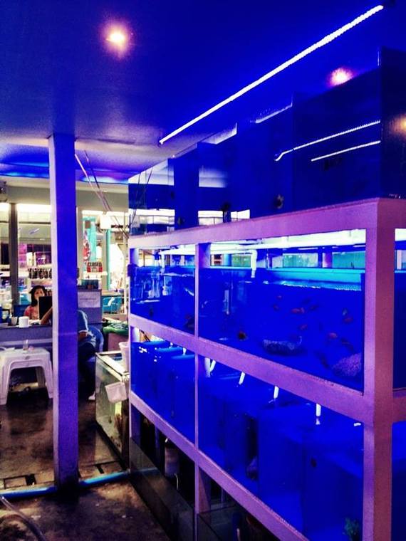 BLUE HOBBY Aquarium Shop