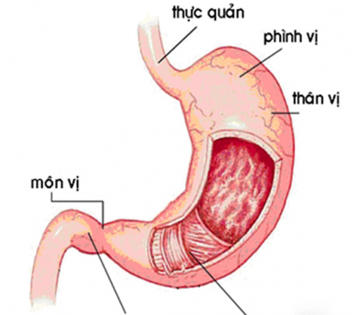 THUỐC   NHÓM TIÊU HÓA